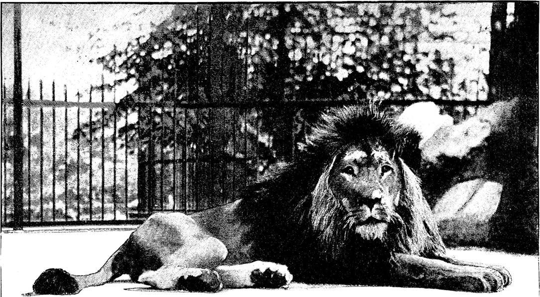 Halftone photograph of a lion in a zoo from The Graphic